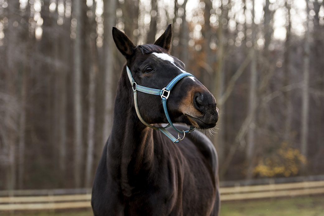 a horse with bangs