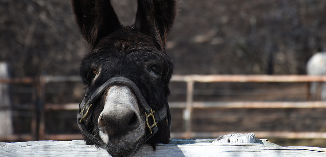 a donkey looking over a fence