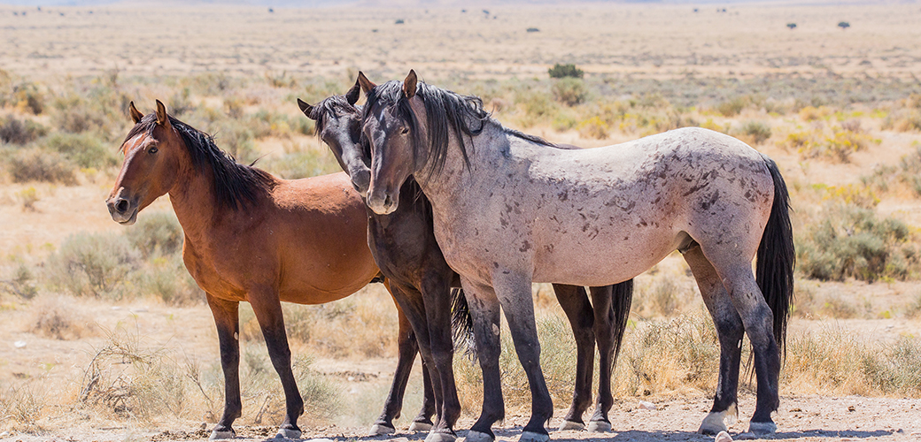 wild horses