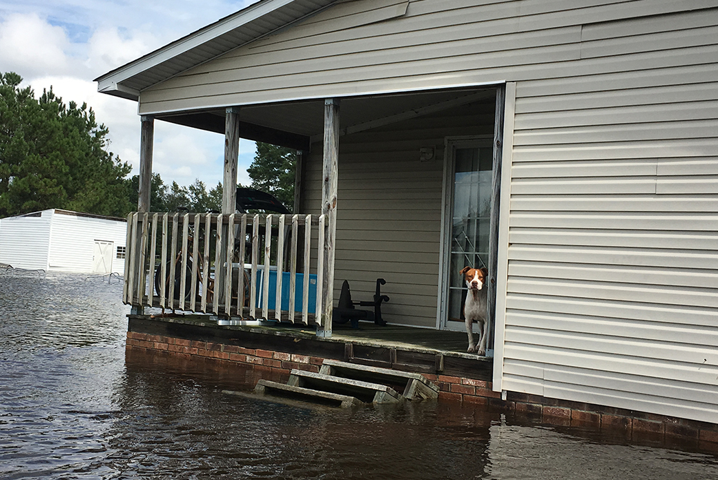 a dog stranded on a porch