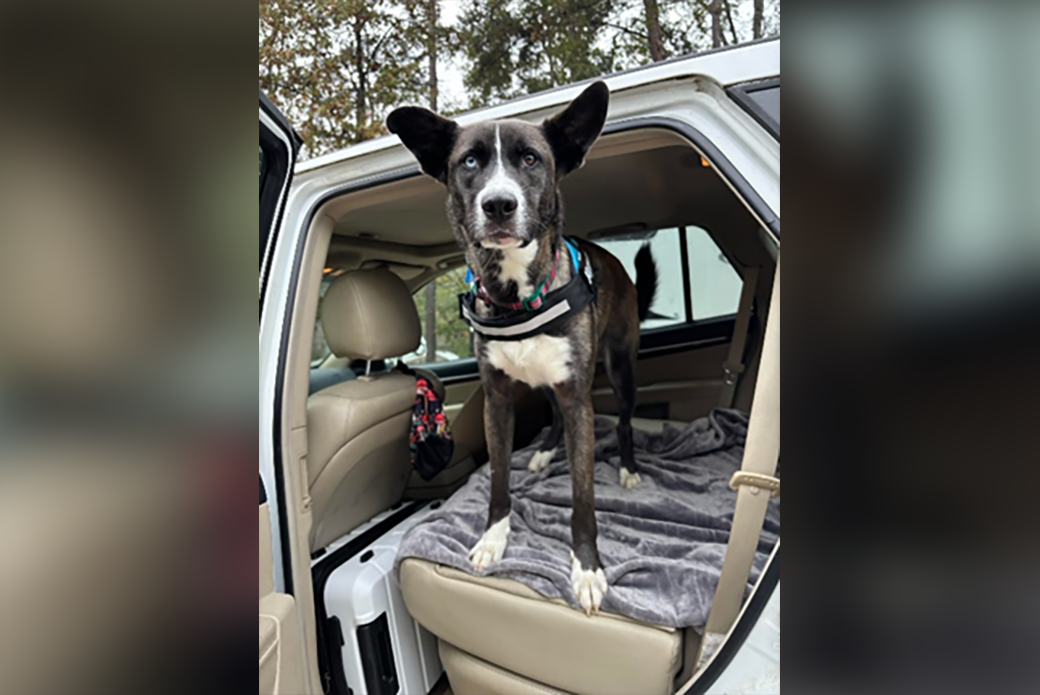 rescued dog in an SUV