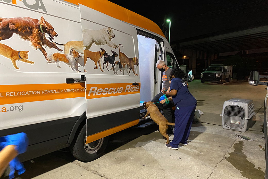 rescued dog entering an ASPCA transport