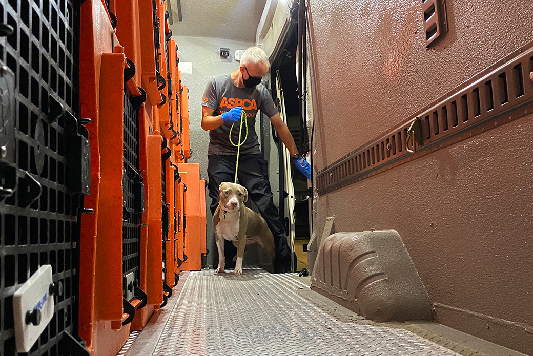 rescued dog in side an ASPCA transport