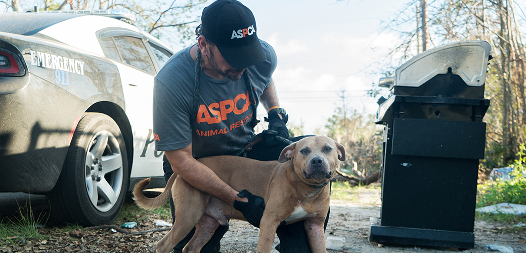 an aspca responder with a dog