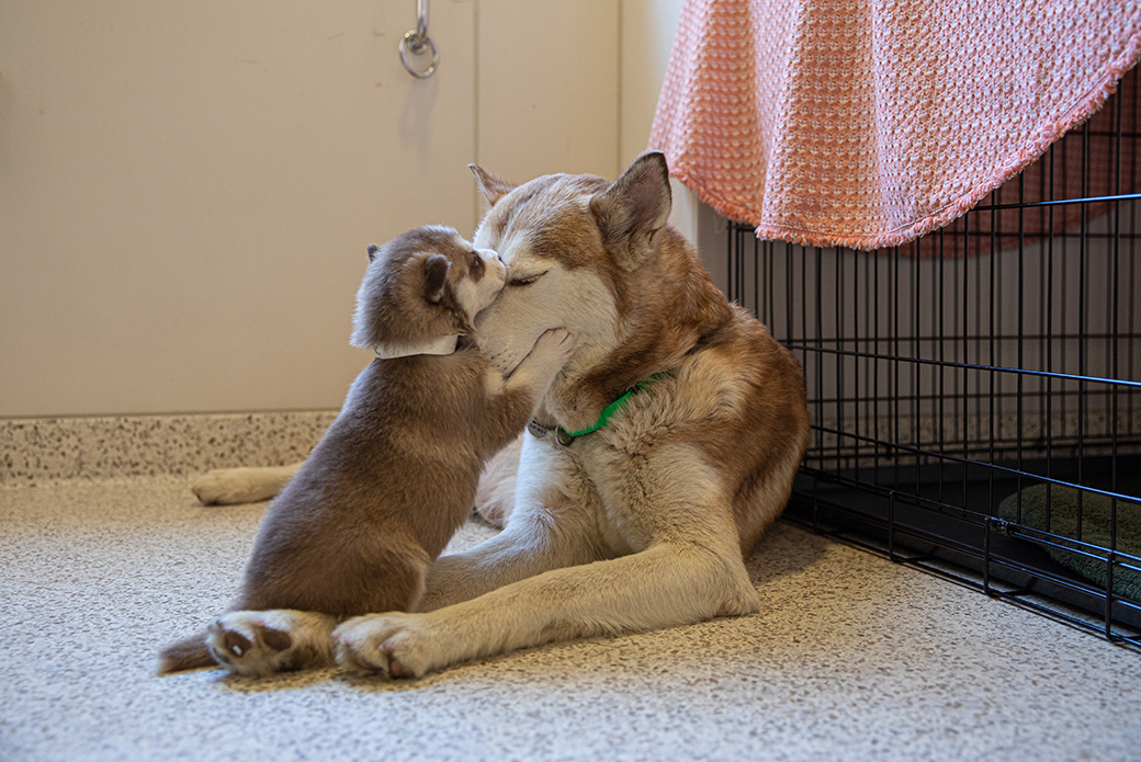 a husky puppy with its paws and face on its mothers face