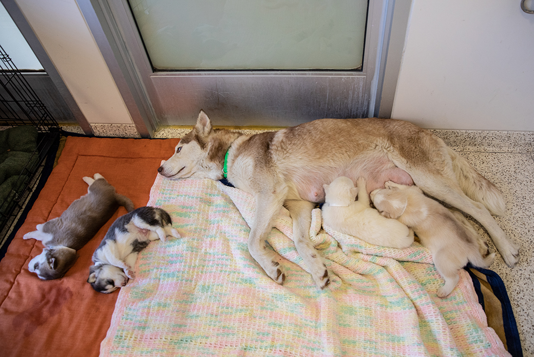 a husky mother nursing her puppies