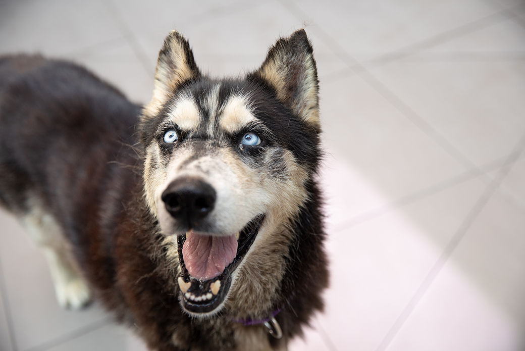 a happy rescued husky