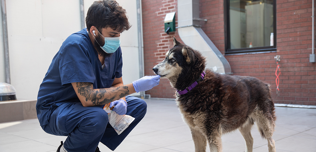 ASPCA Animal Hospital staff giving a rescued husky a treat