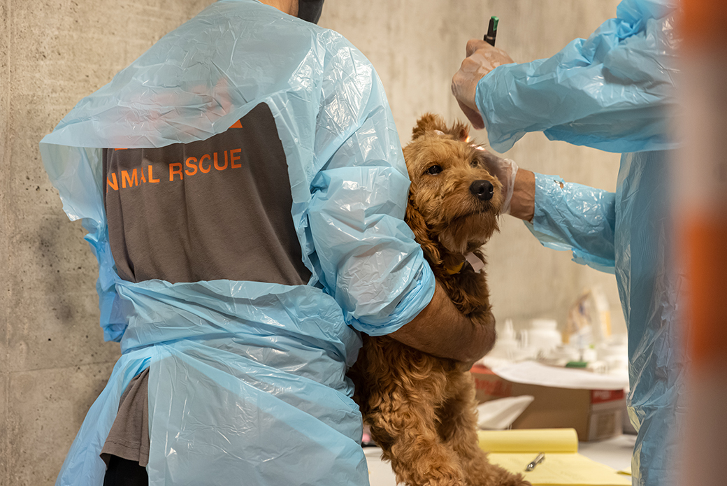 a golden doodle being examined