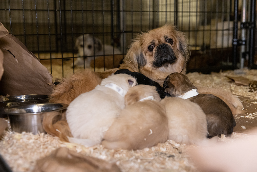 a dog with her puppies