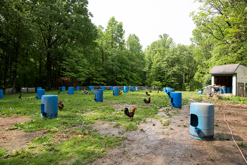 Roosters with blue plastic containers