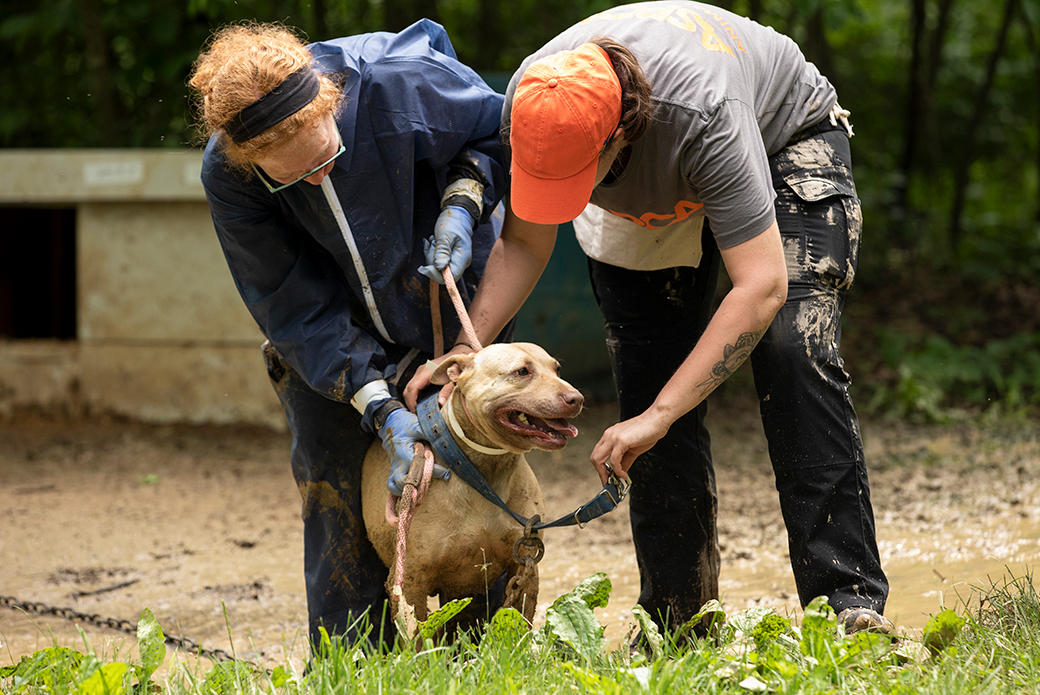 responders removing a chain from a dog