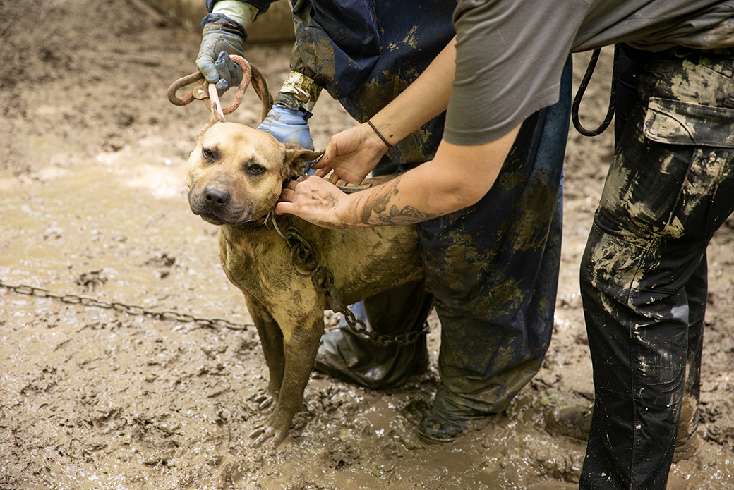 responders removing a chain from a dog