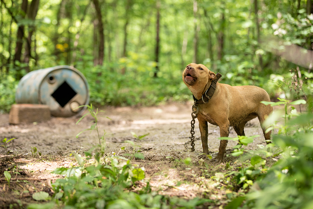 a chained dog howling