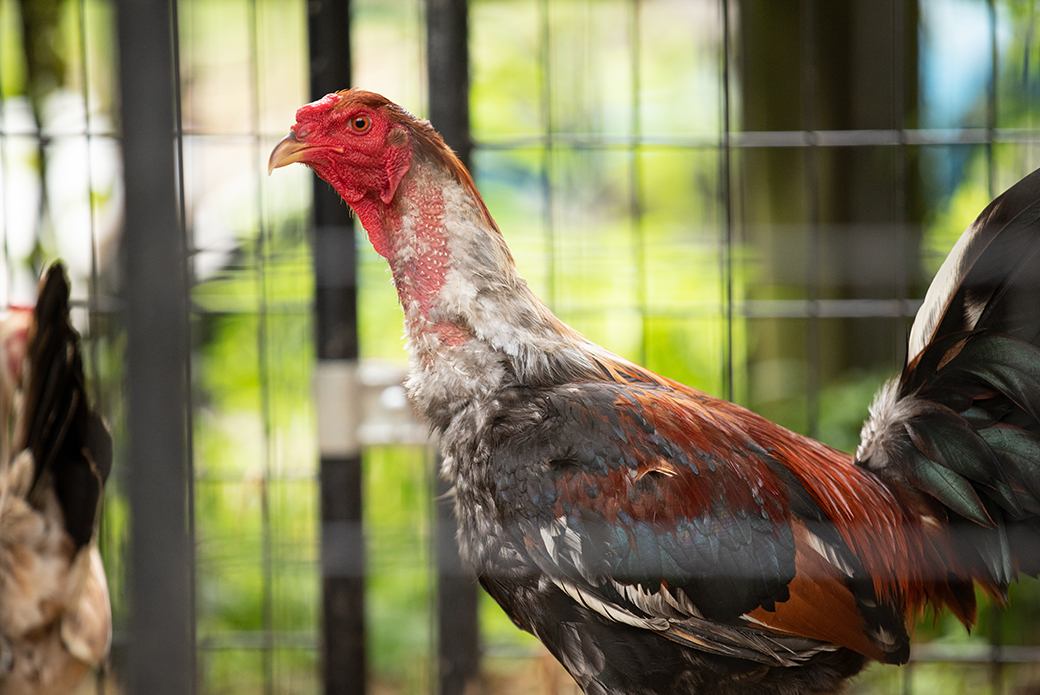 a rooster missing feathers