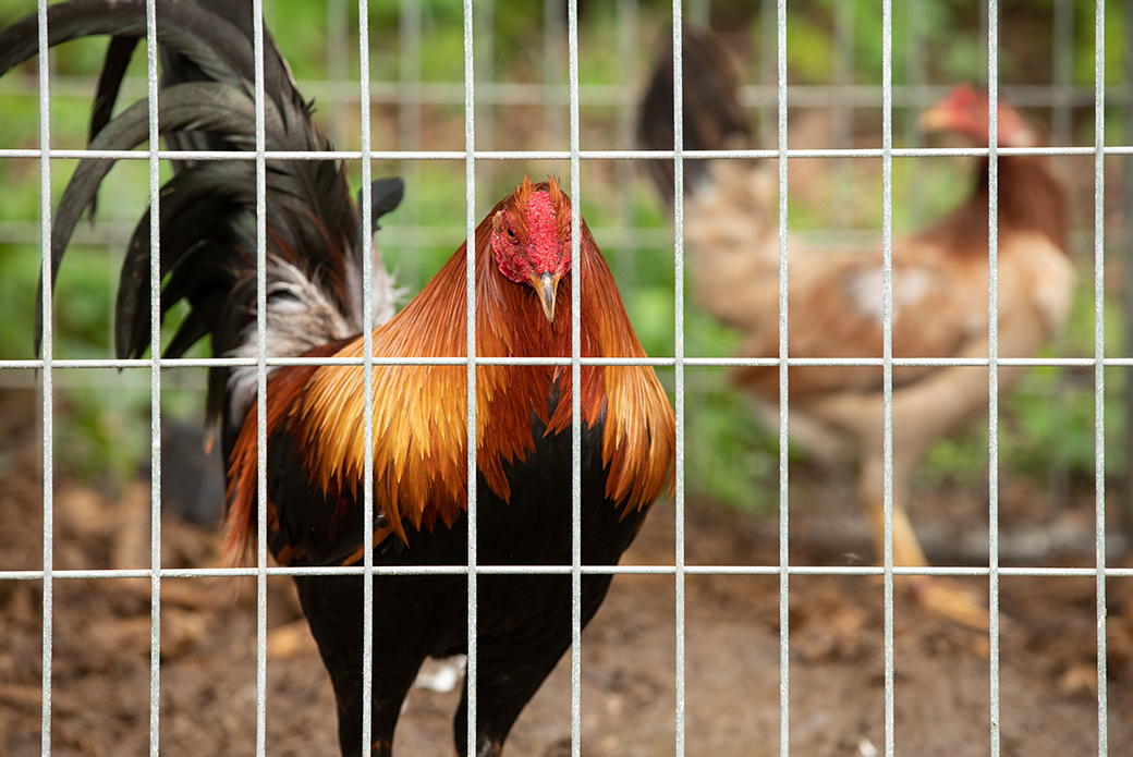 a rooster missing its comb