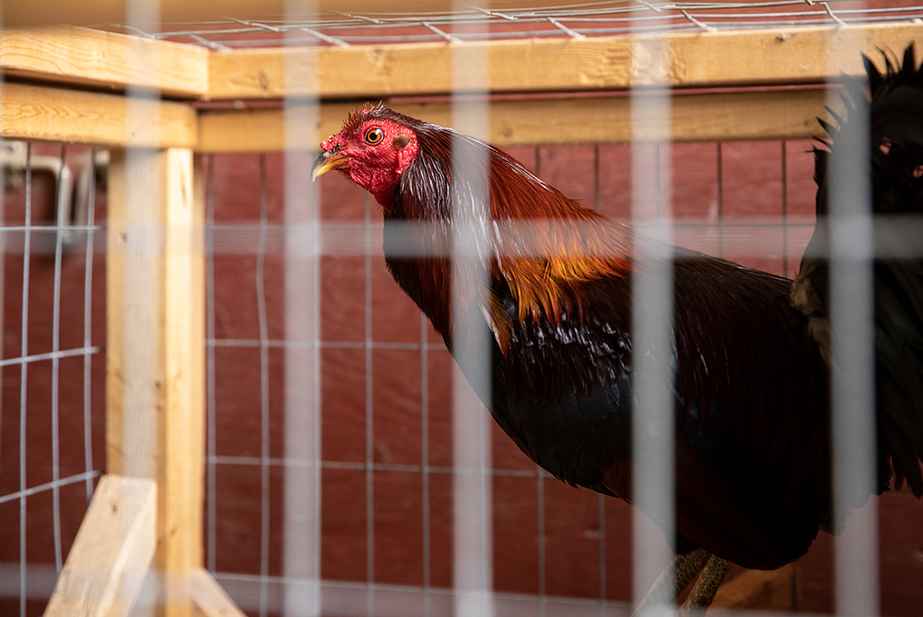 Rooster in a small cage