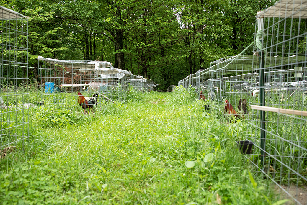 roosters in wire cages