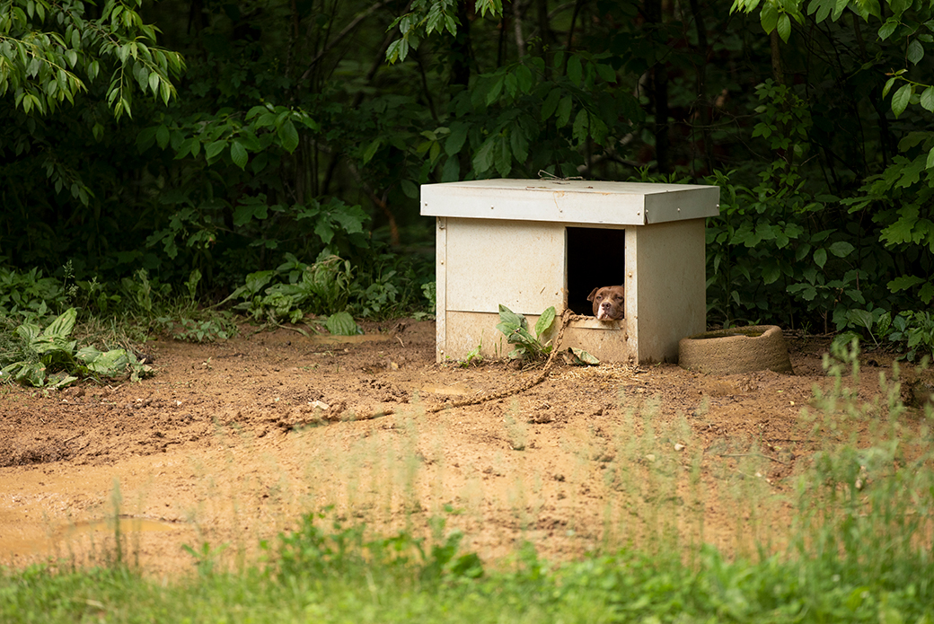 a dog chained resting in a small dog house