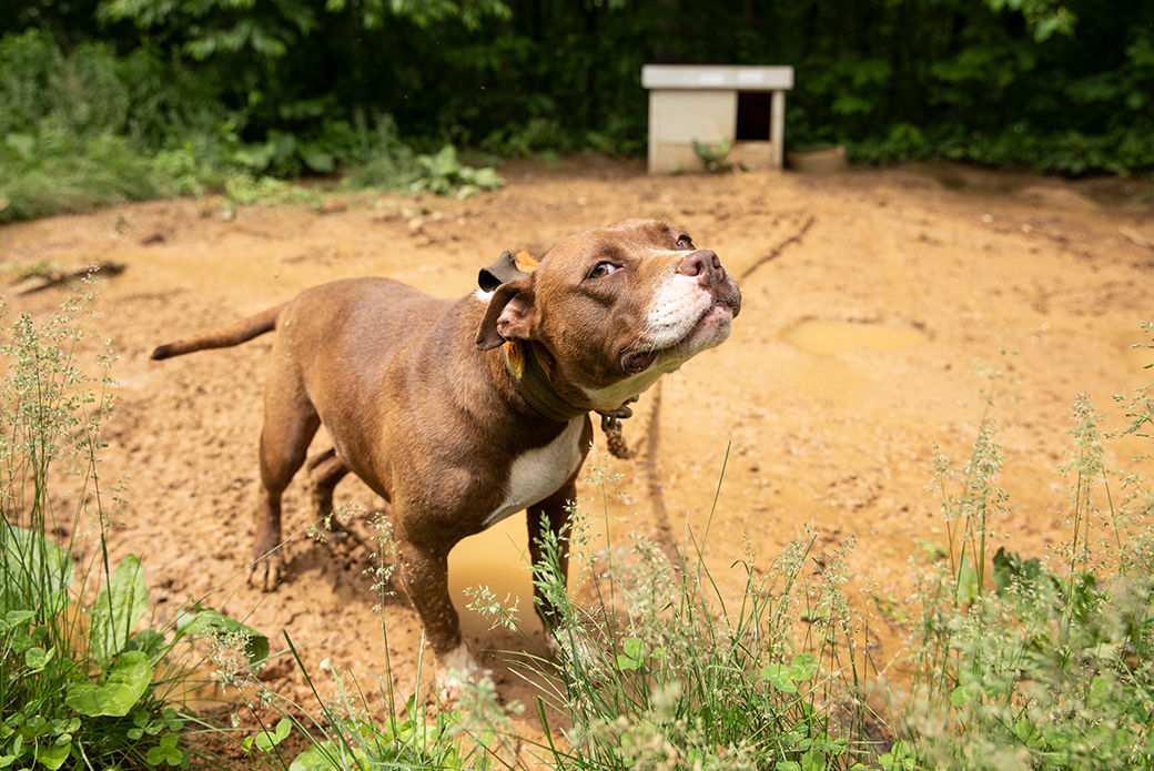 a dog chained in mud