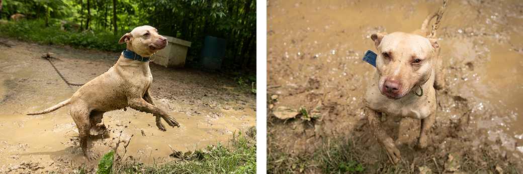 a dog chained in mud