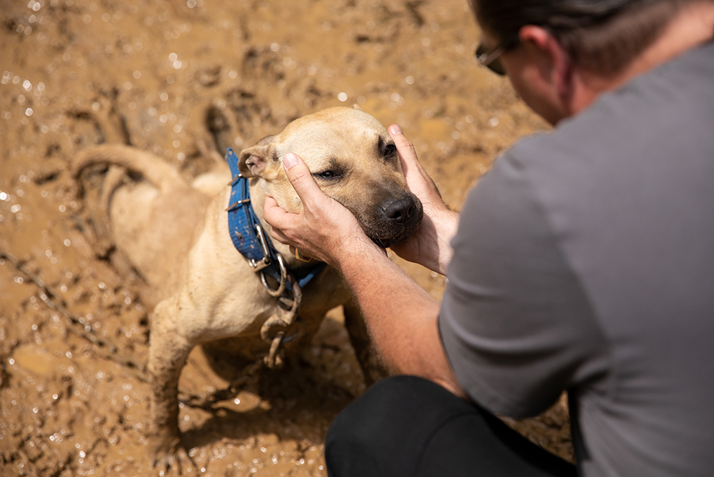 a chained dog get pet by a responder