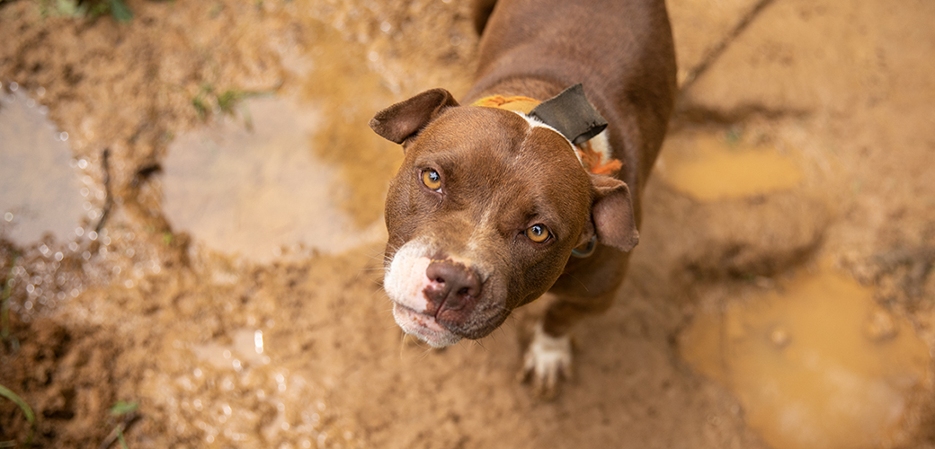 a brown and white pitbull in mud