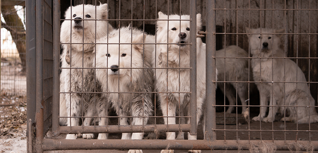 caged samoyeds