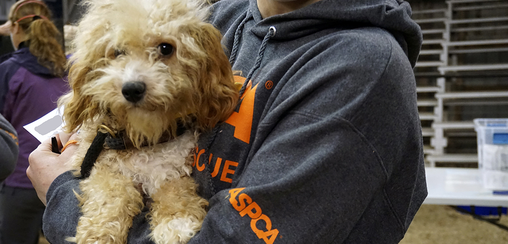 an ASPCA responder carrying a rescued dog