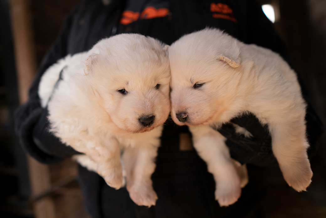 Samoyed puppies