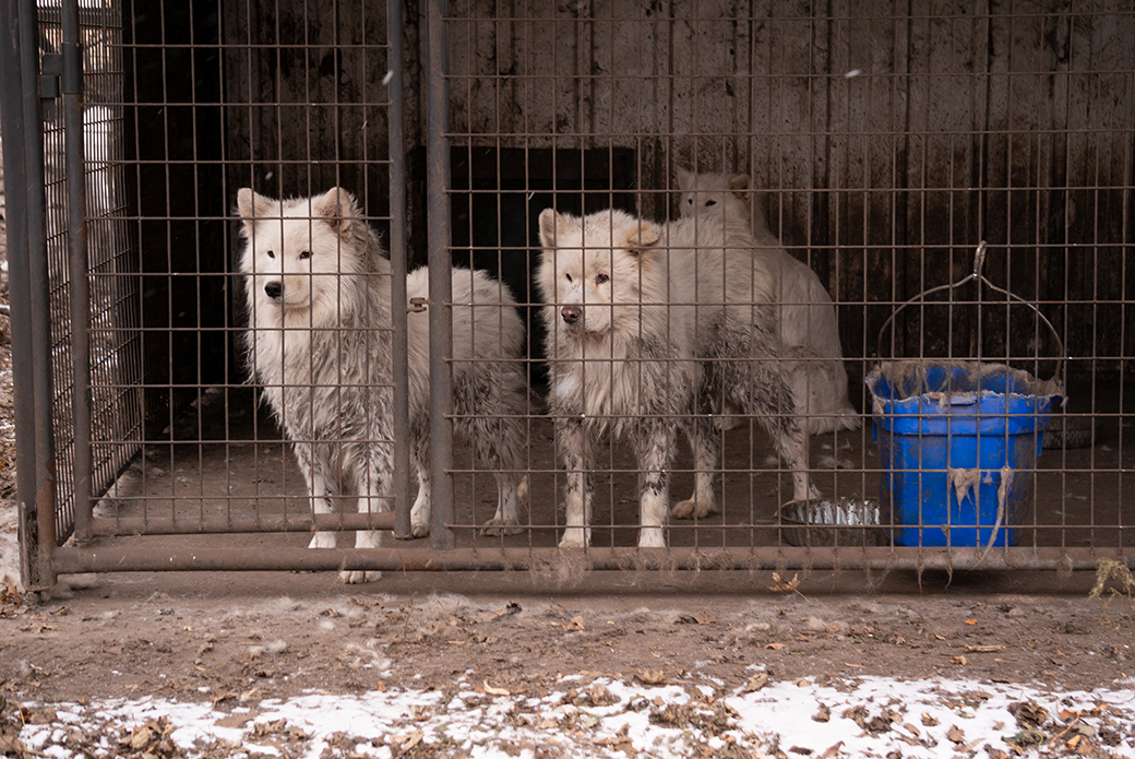 samoyed's in a dirty cage