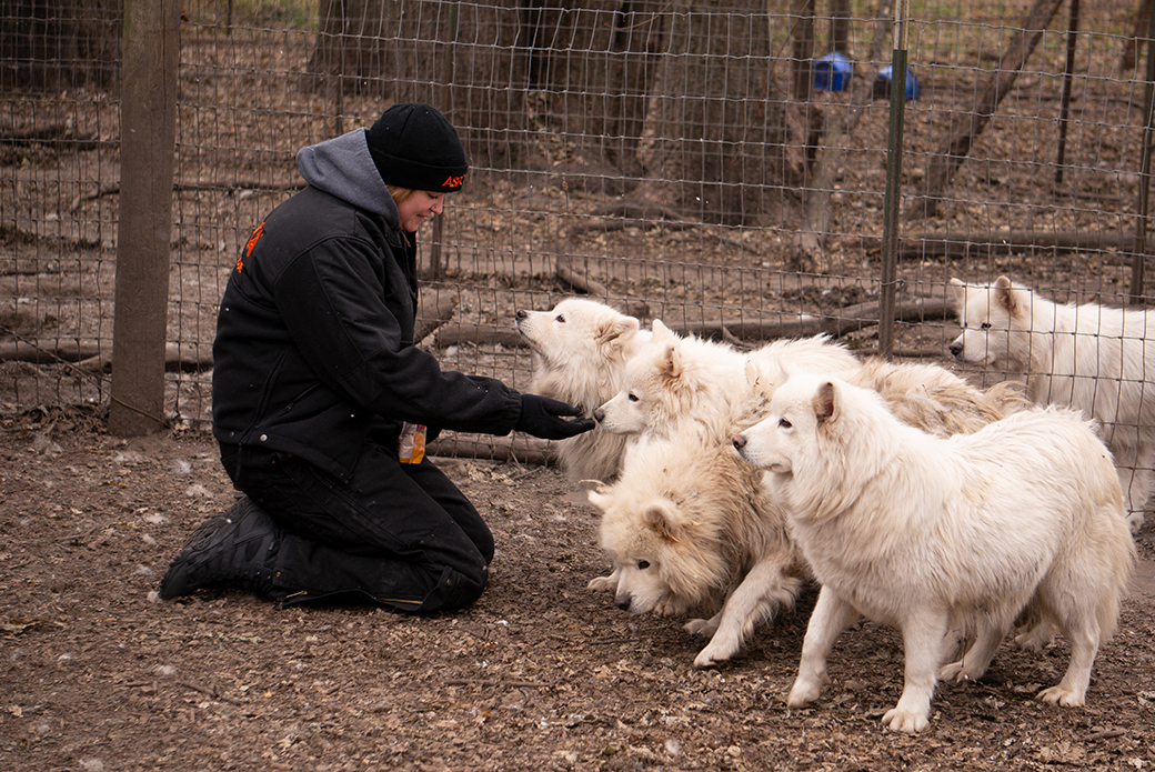 an aspca rescuer and samoyeds