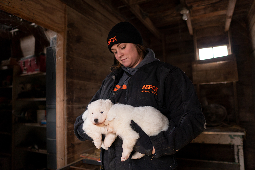 an aspca responder with samoyed puppies
