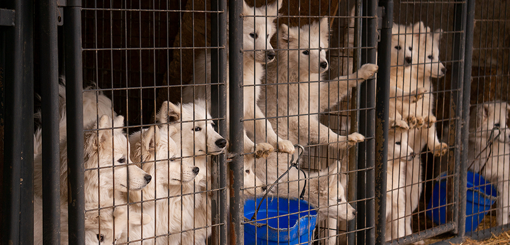 samoyeds in a cage
