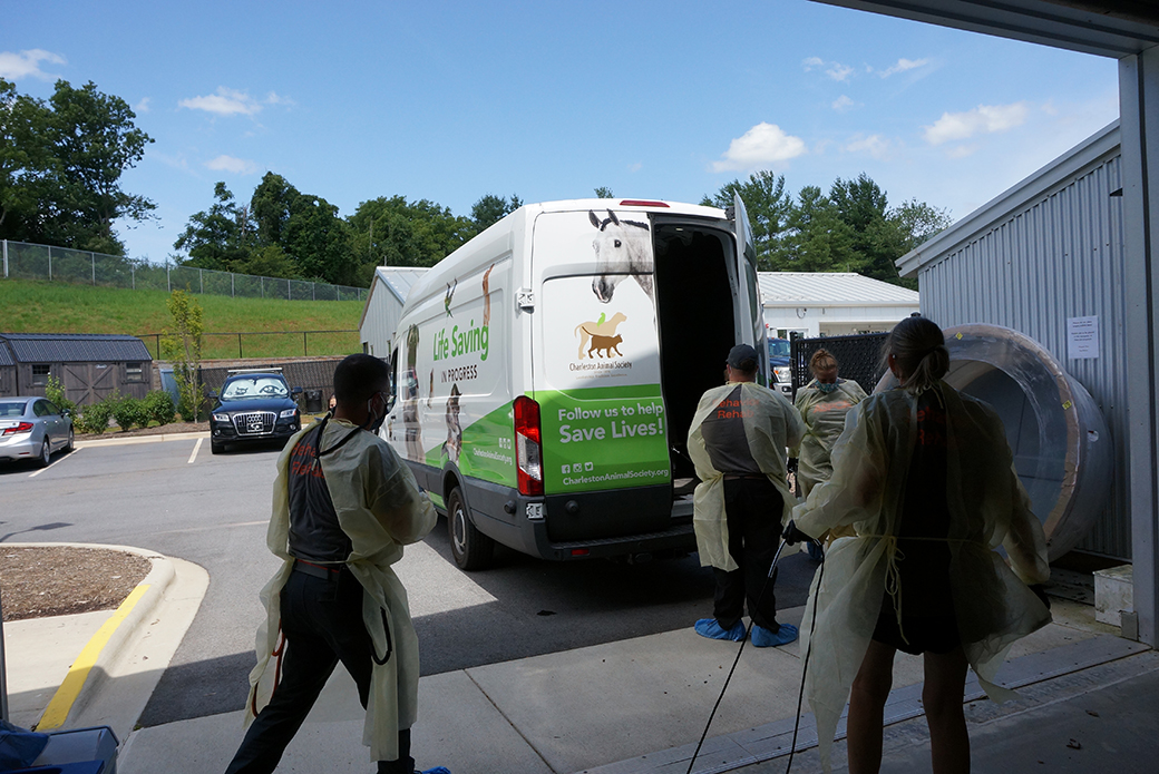 transports for rescued dog