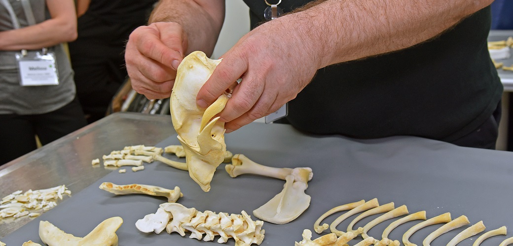 Dr. Robert Riesman examining dog bones