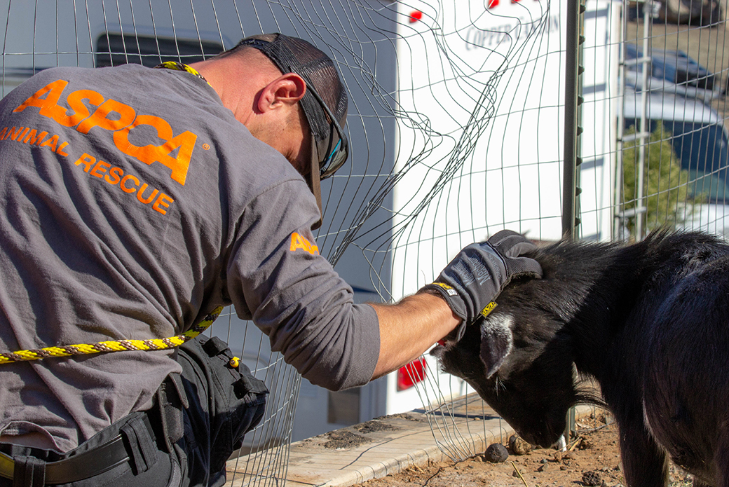 a responder with a goat