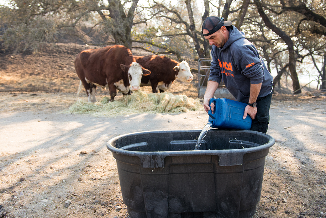 a responder filling a tub with water for cows to drink