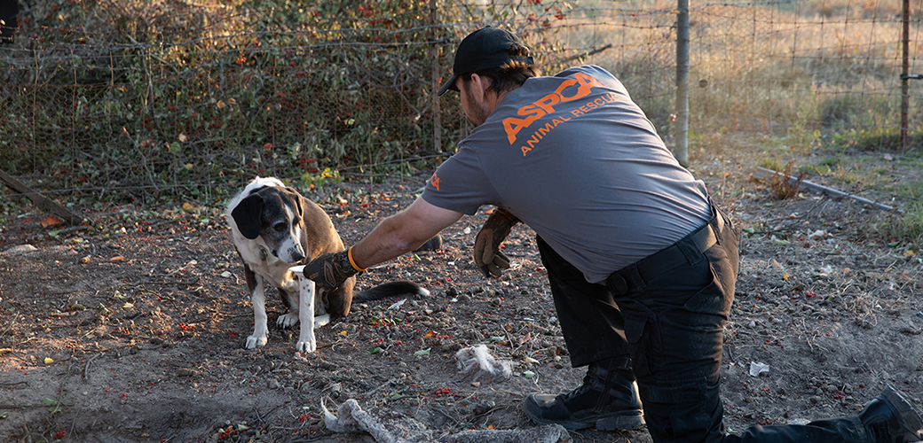 a responder with a dog