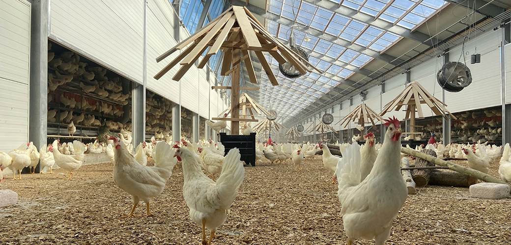 chickens in a well lit building with open space, glass ceilings and logs