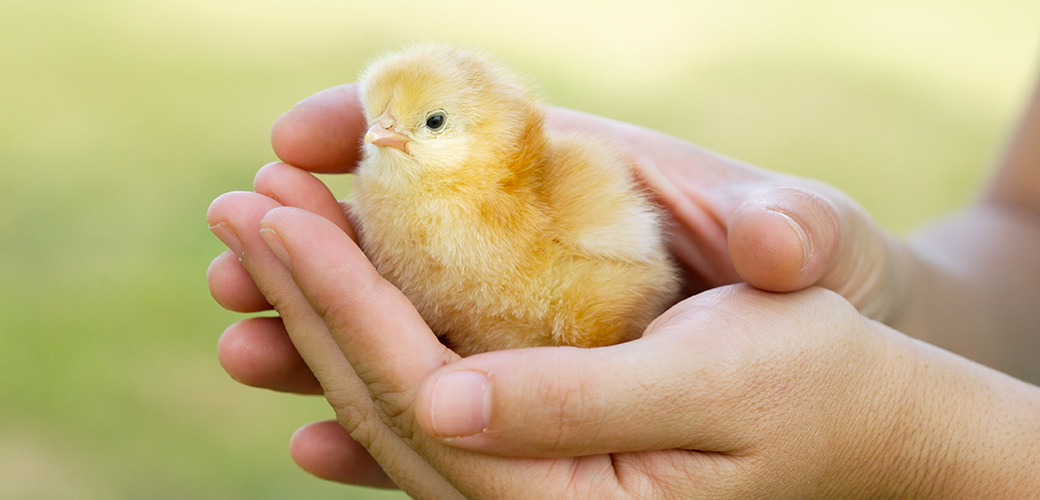 a chick in someone's hands