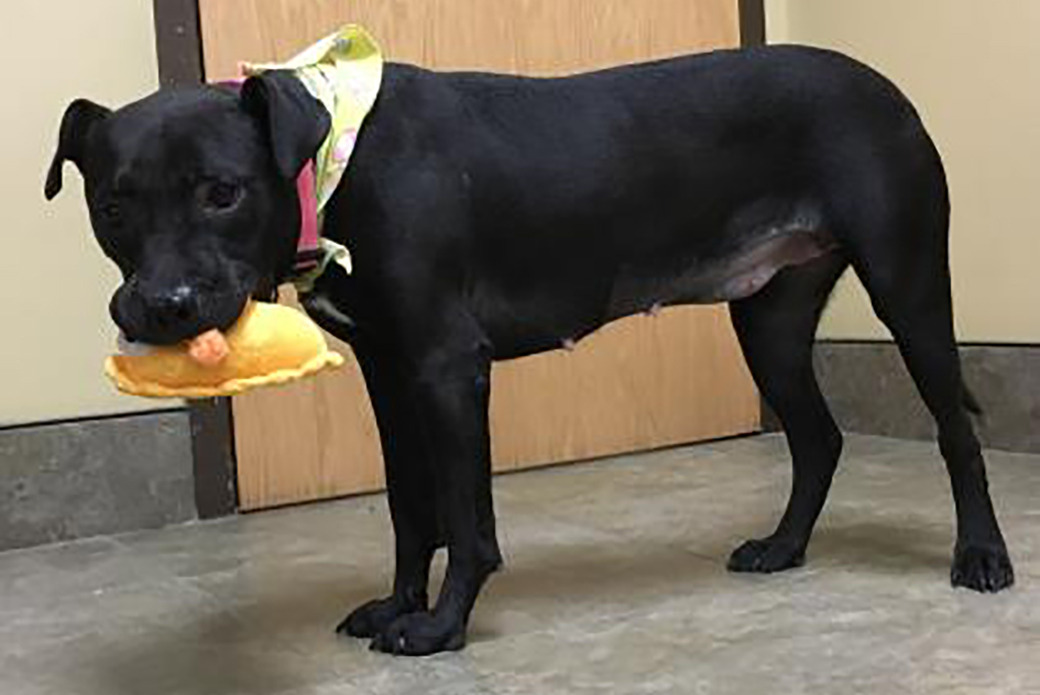 a rescued dog with a toy