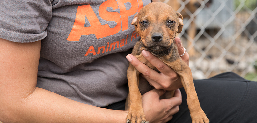 rescued puppy