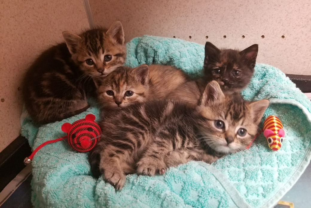 Caramel and her siblings