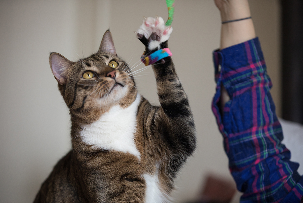 a cat play with a toy