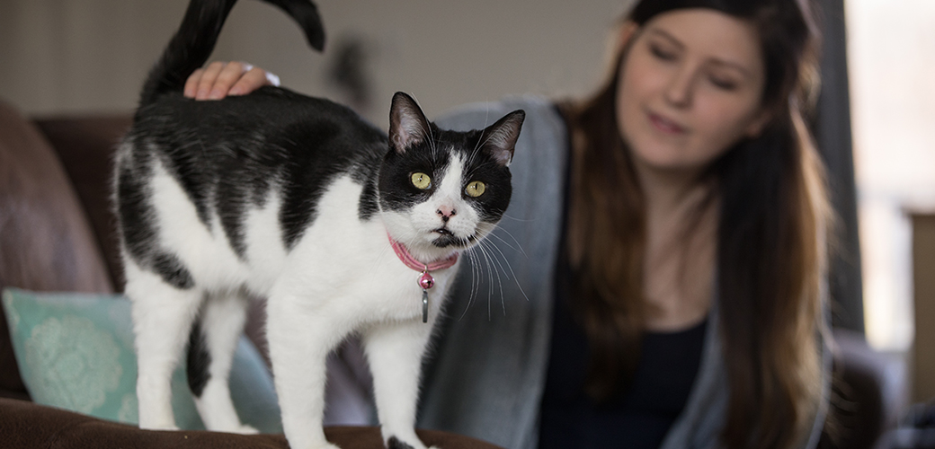 a black and white cat