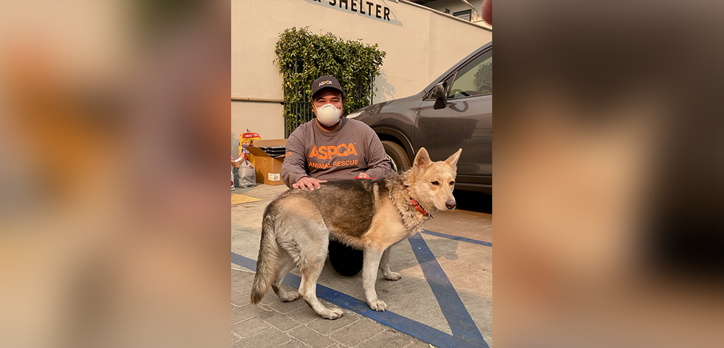 ASPCA responder with german shepherd