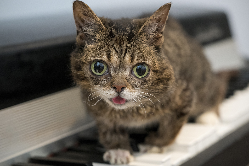 Lil Bub on a piano