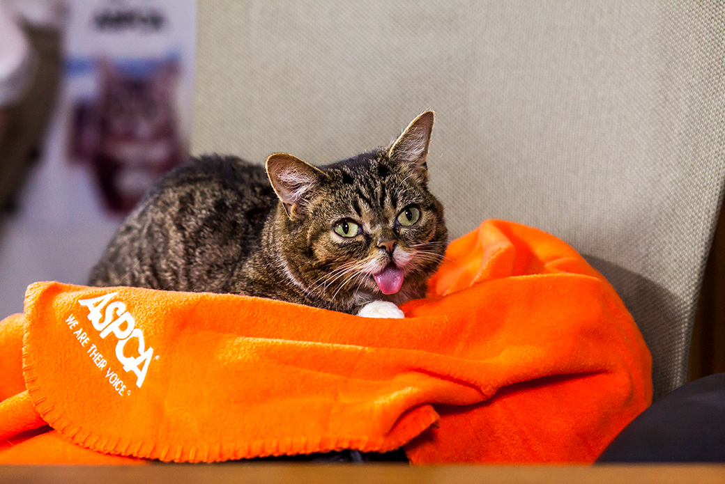 Lil BUB on an aspca blanket