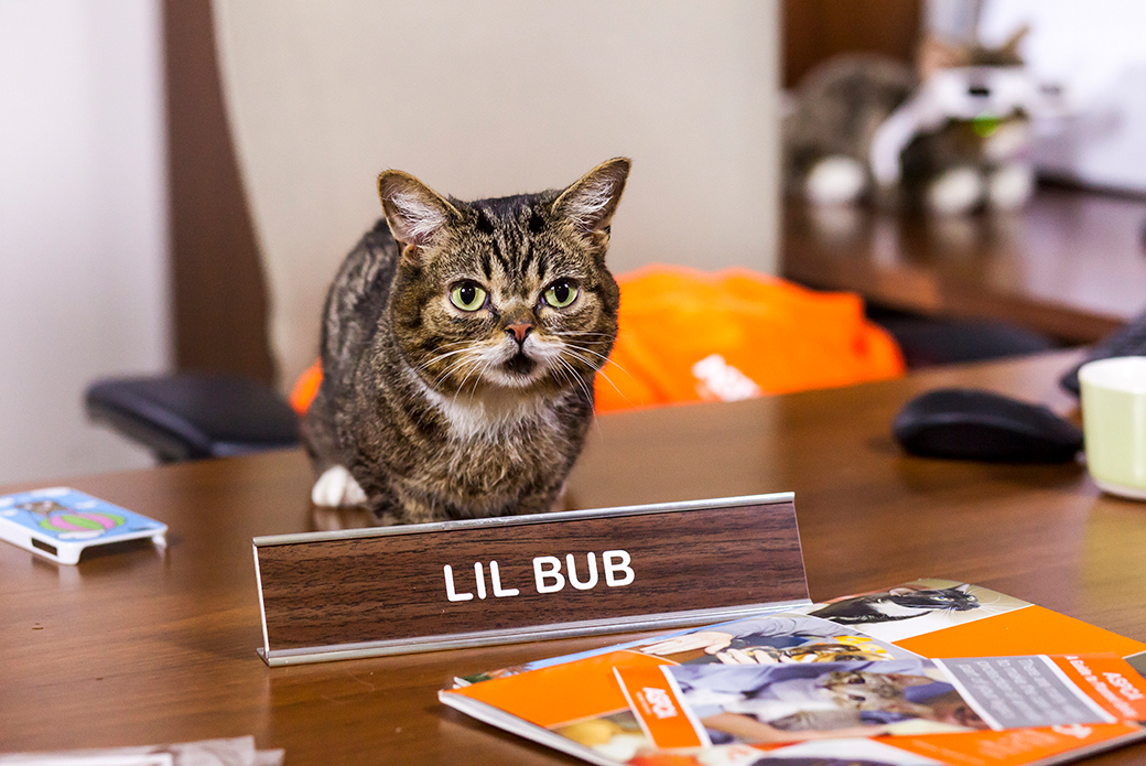 Lil BUB on a desk